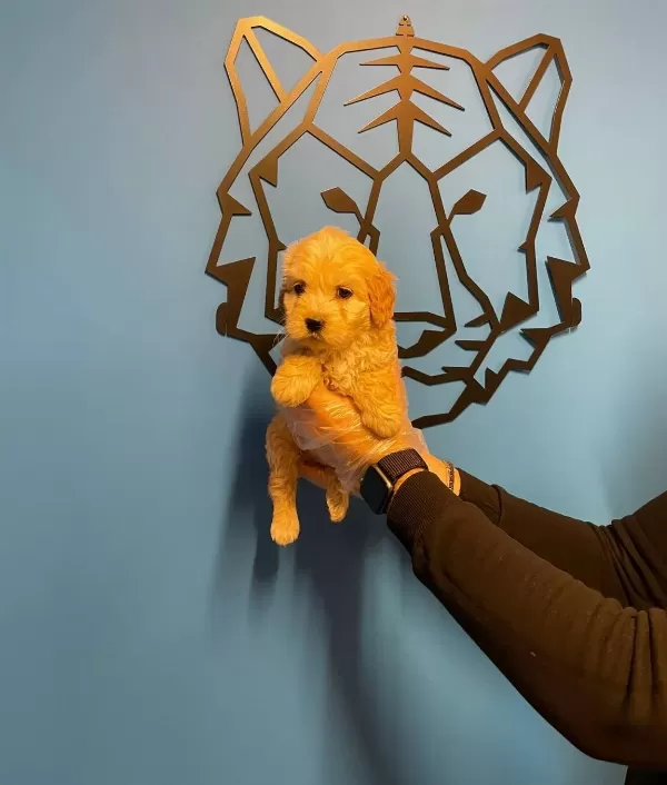 Cok Ozel Maltipoo Bebeklerimiz