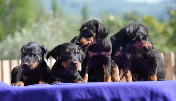 Mukemmel Doberman Yavrular