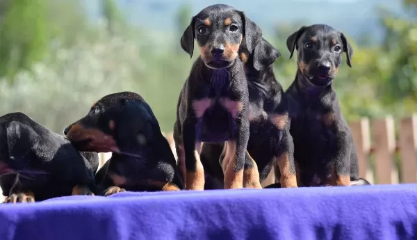 Mukemmel Doberman Yavrular