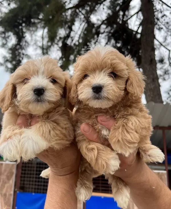 Maltipoo Mukemmel Bebekler