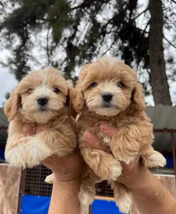 Maltipoo Mukemmel Bebekler