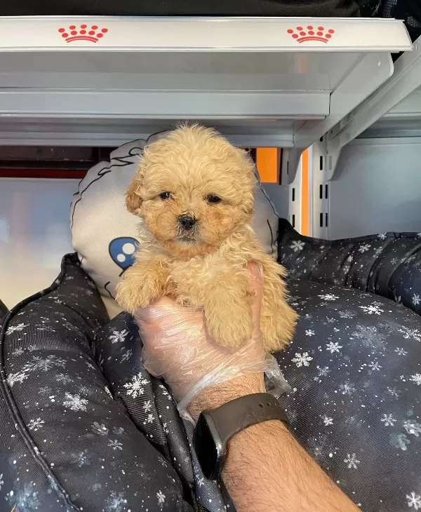 Gerçek Tea Cup Sirin Ve Ozel Maltipoo Bebeklerimiz