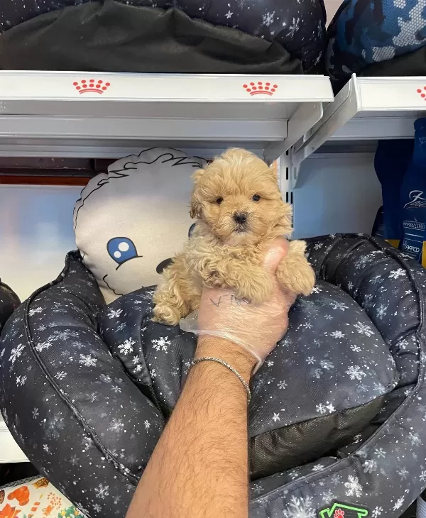 Gerçek Tea Cup Sirin Ve Ozel Maltipoo Bebeklerimiz