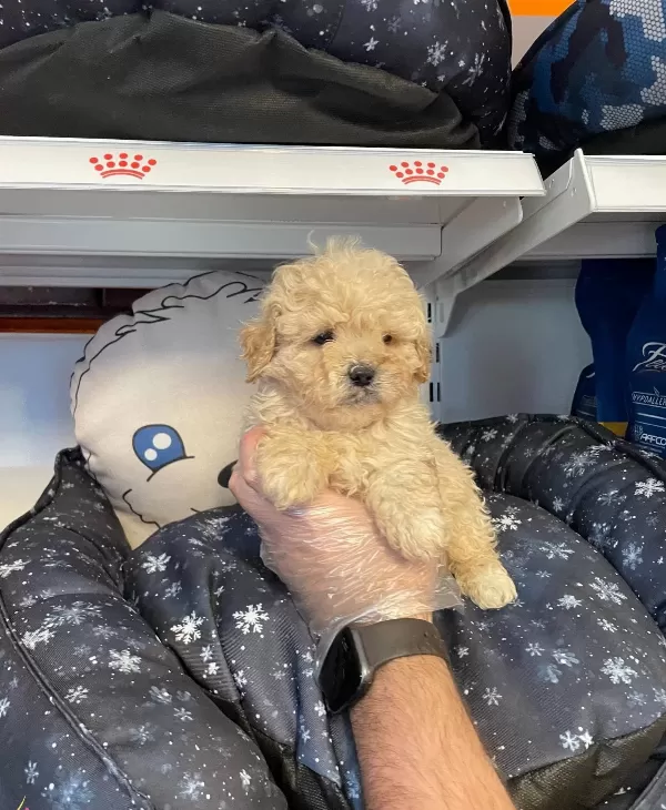 Gerçek Tea Cup Sirin Ve Ozel Maltipoo Bebeklerimiz
