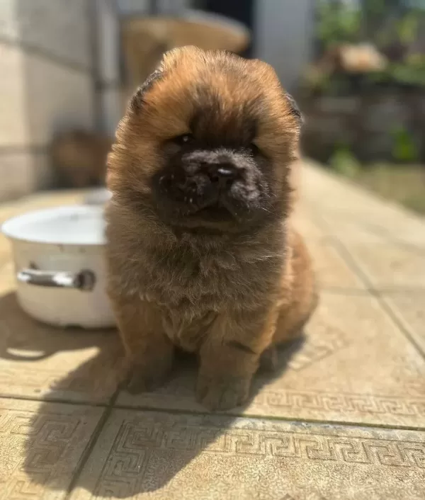 Chow Chow Yavrularımız