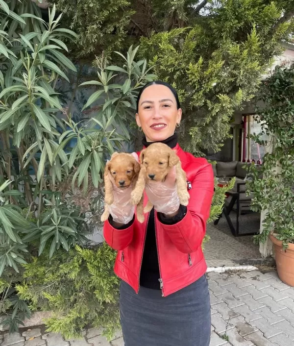 Yavrularım Sağlık Ve Irk Garantilidir