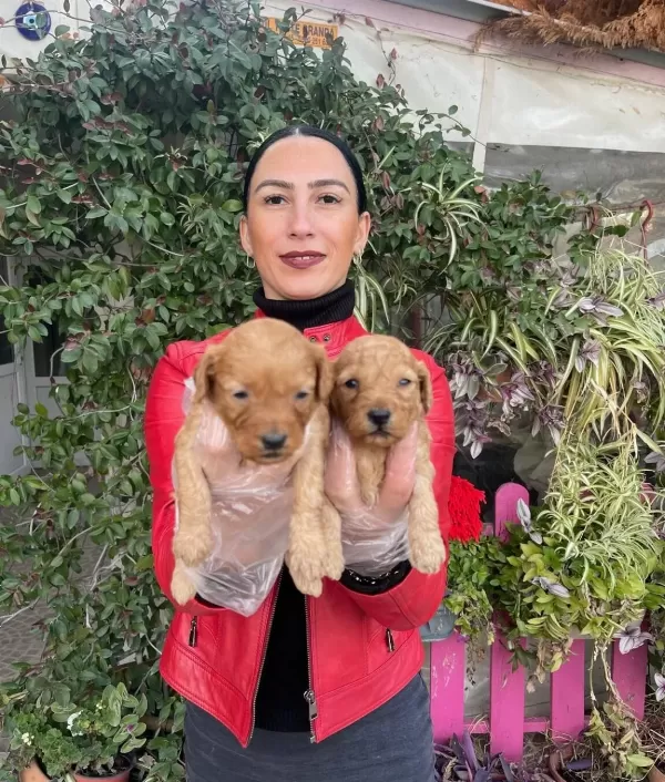 Yavrularım Sağlık Ve Irk Garantilidir