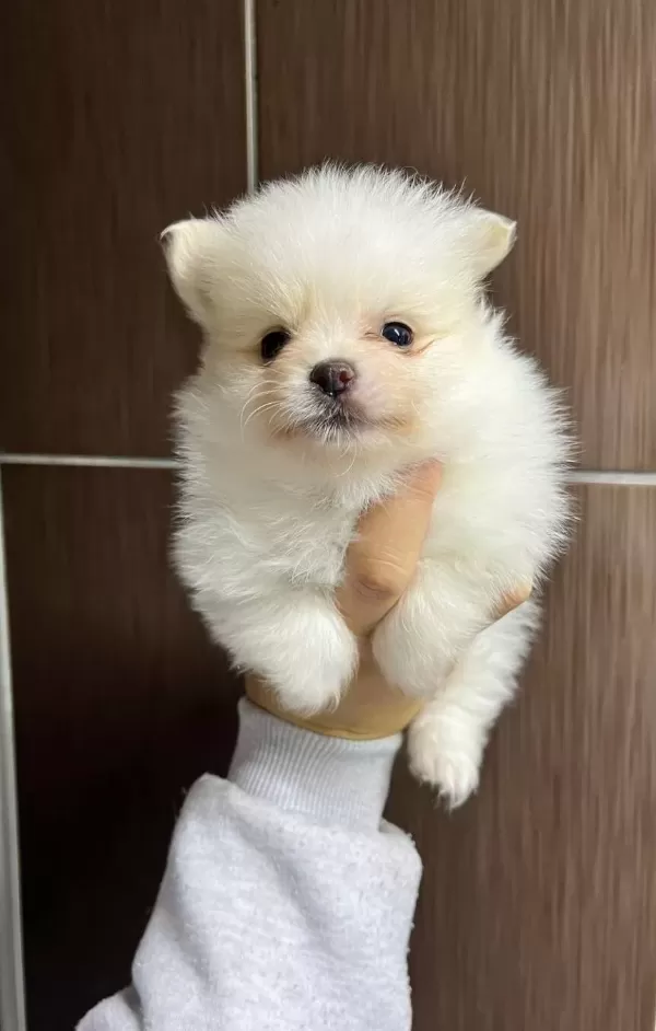 Tea Cup Pomeranian Boo Yavrularımiz