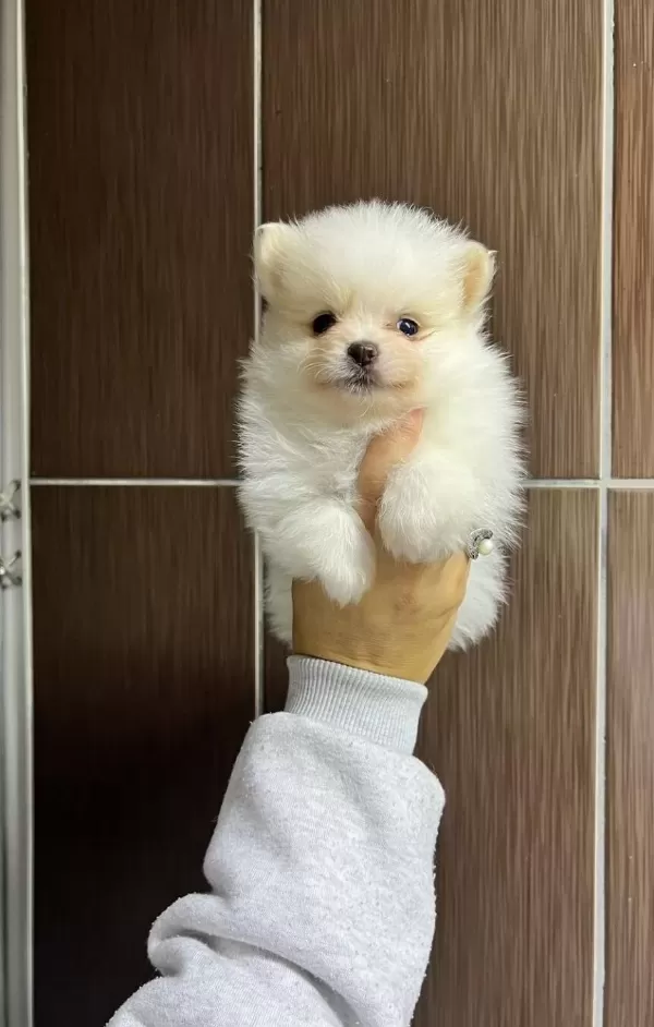 Tea Cup Pomeranian Boo Yavrularımiz