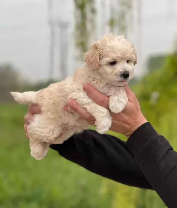 Safkan Irk Garantili Maltipoo Yavrular