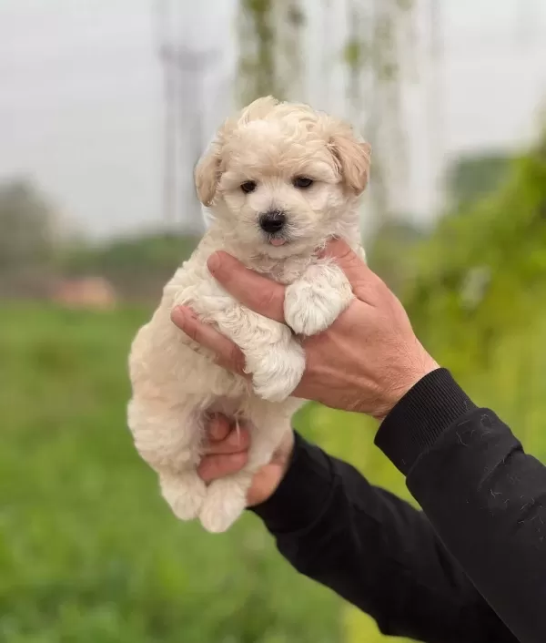 Safkan Irk Garantili Maltipoo Yavrular