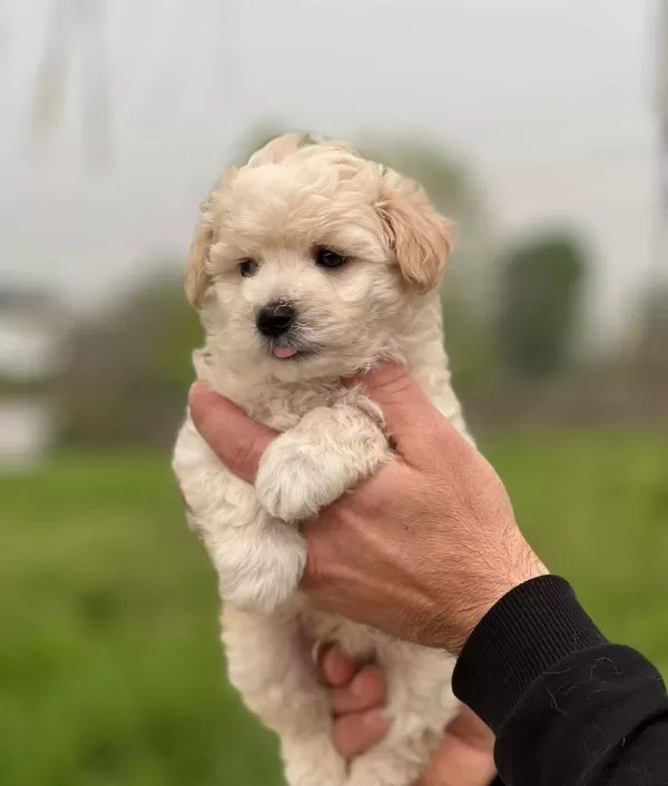 Safkan Irk Garantili Maltipoo Yavrular