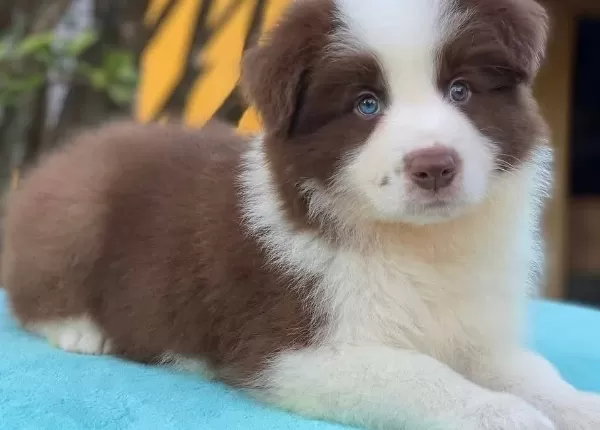 Mukemmel Border Collie Yavrular