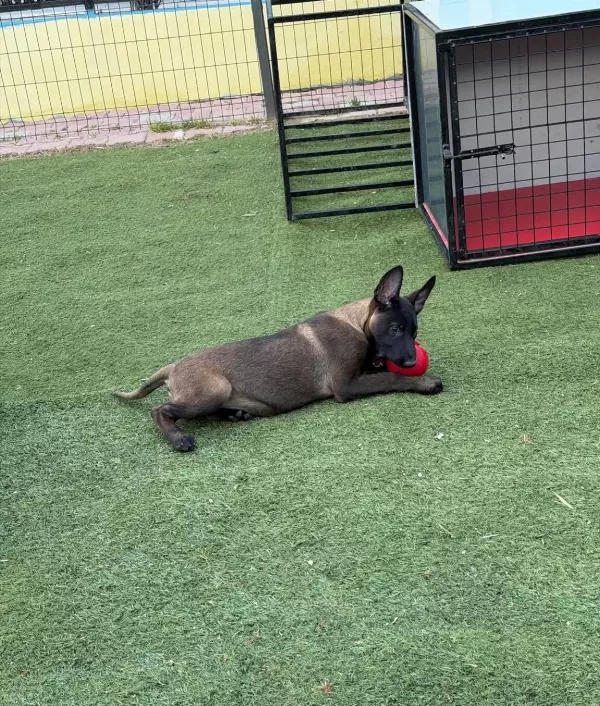 Safkan Belcika Malinois Yavrularımız