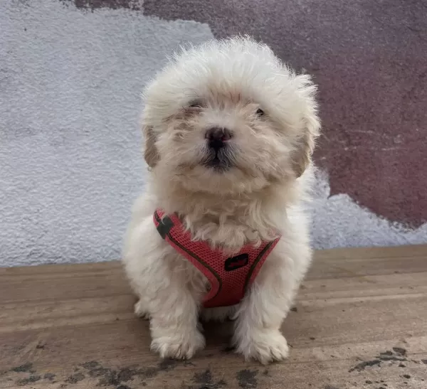 Ozel Maltipoo Bebekler