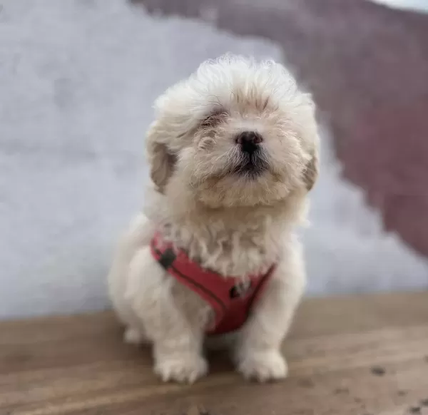 Ozel Maltipoo Bebekler