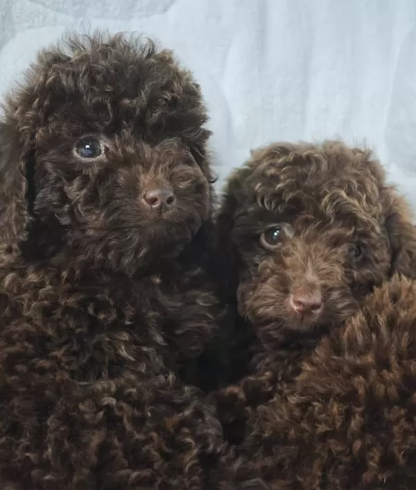 Chocolate Toy Poodle Bebekler
