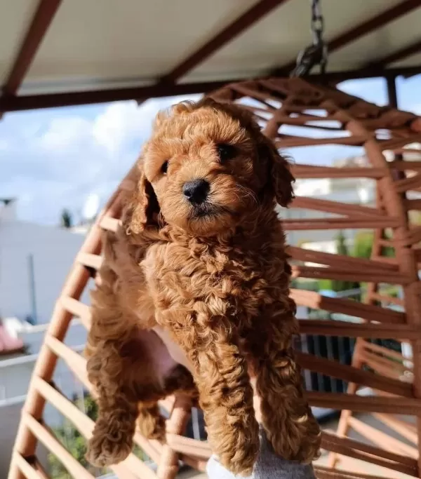 Toy Poodle Yavrularımız