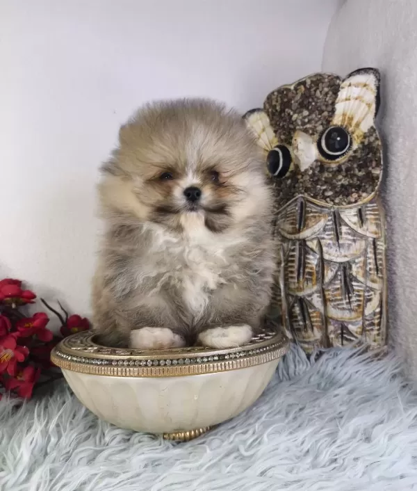 Ust Kalite Ayı Surat Pomeranian Boo