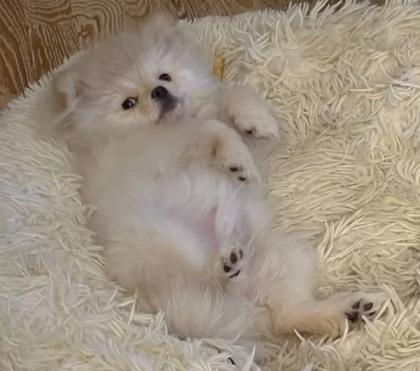 Oyuncu Pomeranian Boo Yavrusu