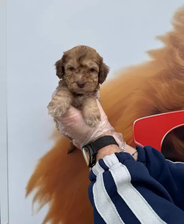 Nadir Bulununan Cikolata Renkli Gozlu Maltipoo Yavrularımız