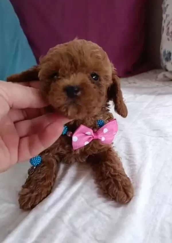 Kore Kan Ev Uretimi Toy Poodle Corlu