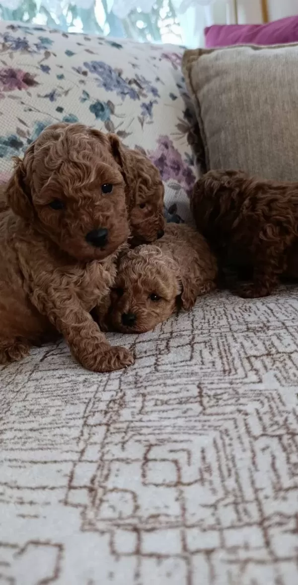 Kore Kan Ev Uretimi Toy Poodle Corlu