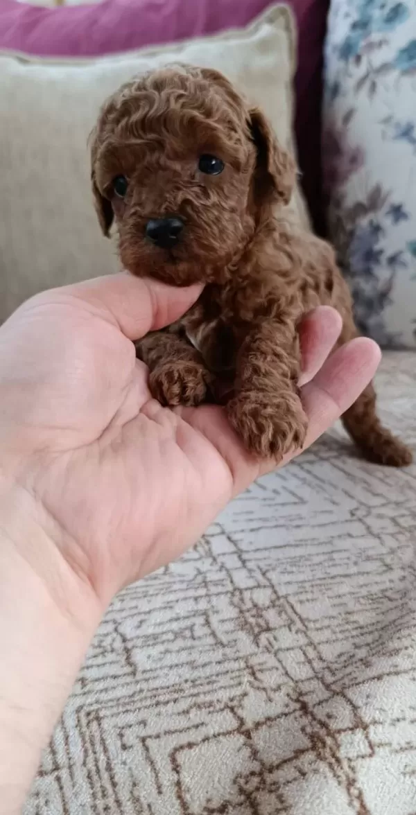 Kore Kan Ev Uretimi Toy Poodle Corlu