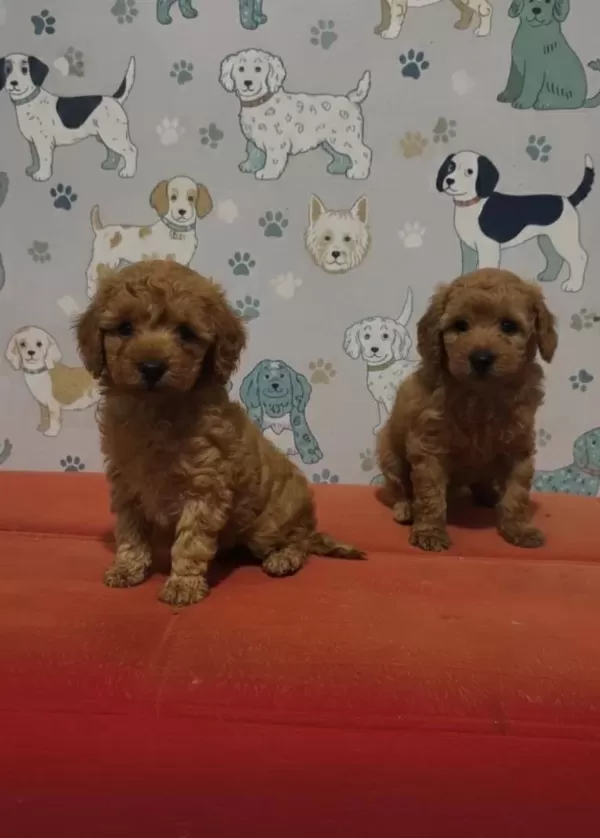 Yeni Yıldız Oyuncak Poodle Yavruları