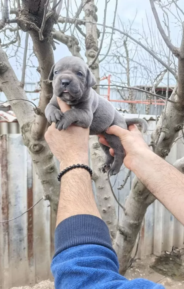 Atletik Yapılı Iri Kemikli Cane Corso Yavruları