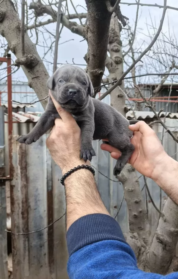 Atletik Yapılı Iri Kemikli Cane Corso Yavruları
