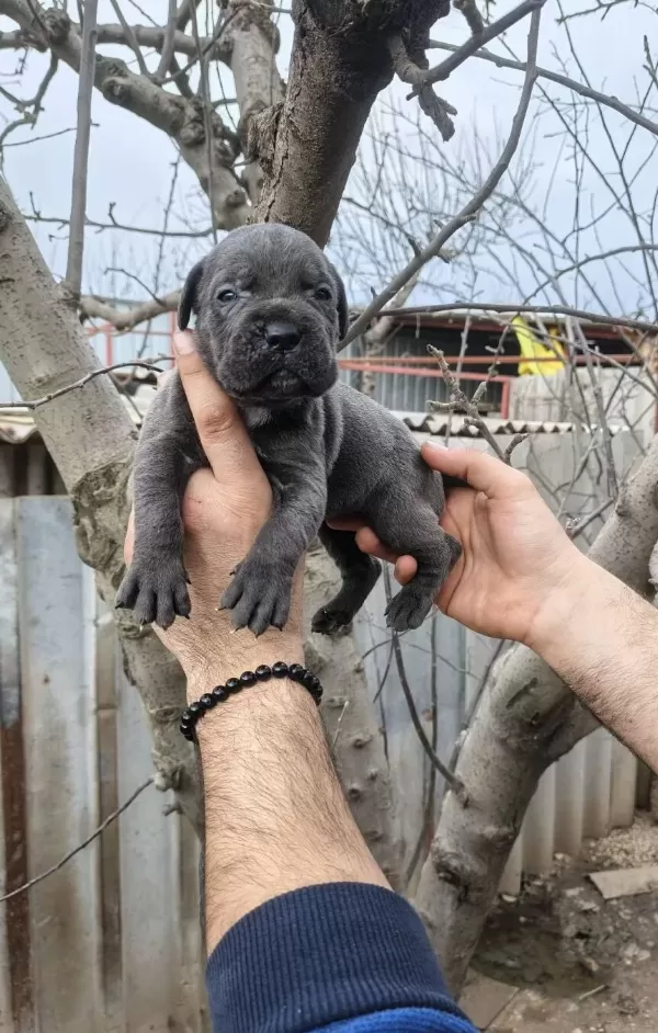 Atletik Yapılı Iri Kemikli Cane Corso Yavruları