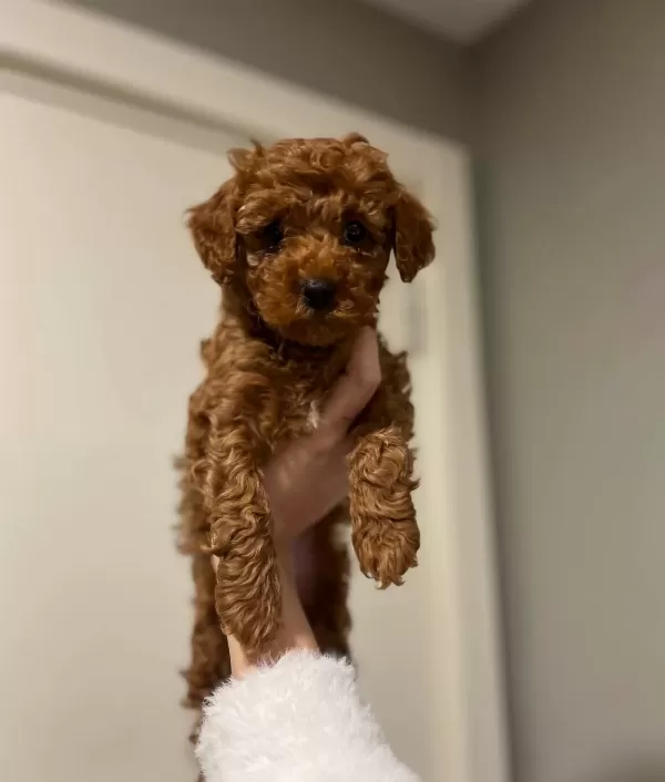 Disi 2 Aylık Orijinal Kore Toy Poodle