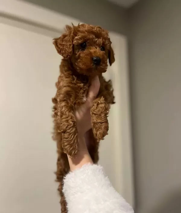 Disi 2 Aylık Orijinal Kore Toy Poodle