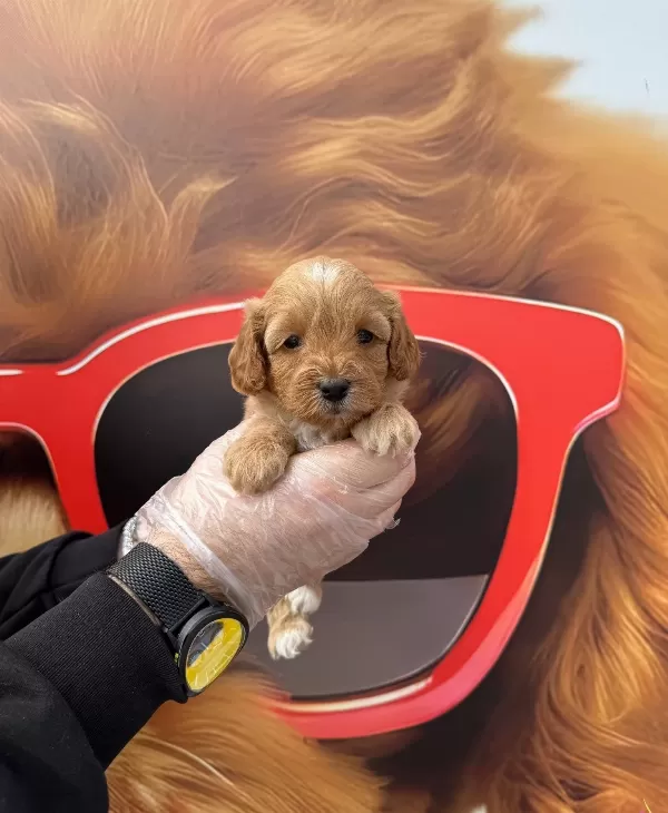 Gerçek Maltipoo Yavruları Irk Garantili
