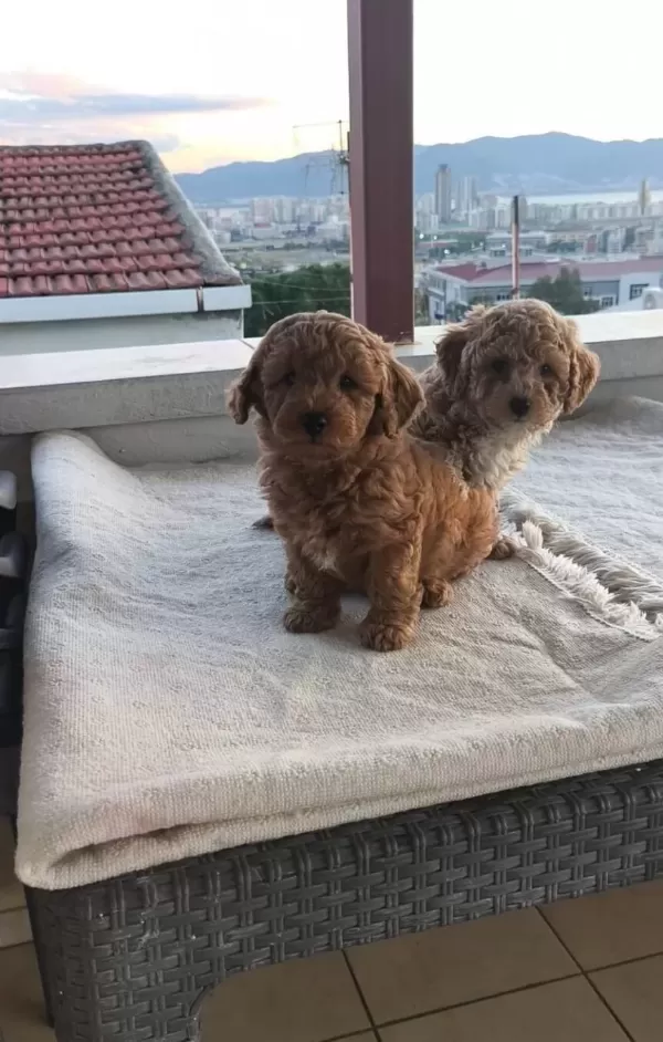 Ipeksi Kızıl Maltipoo Yavruları