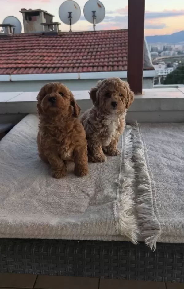 Ipeksi Kızıl Maltipoo Yavruları