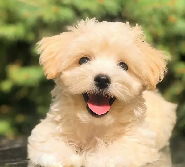 Evinize Neşe Katacak Safkan Maltipoo Yavruları