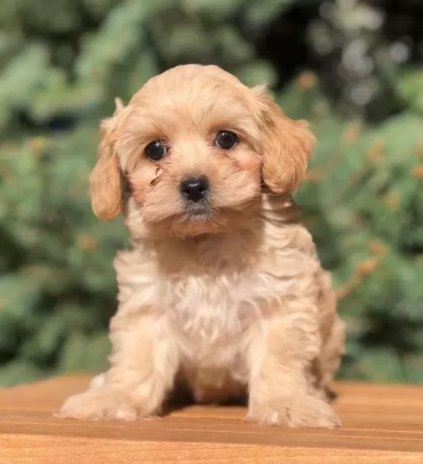 Evinize Neşe Katacak Safkan Maltipoo Yavruları