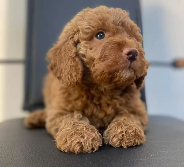 Kıvırcık tüy Yapısıyla One Cıkan Akıllı Safkan Toy Poodle