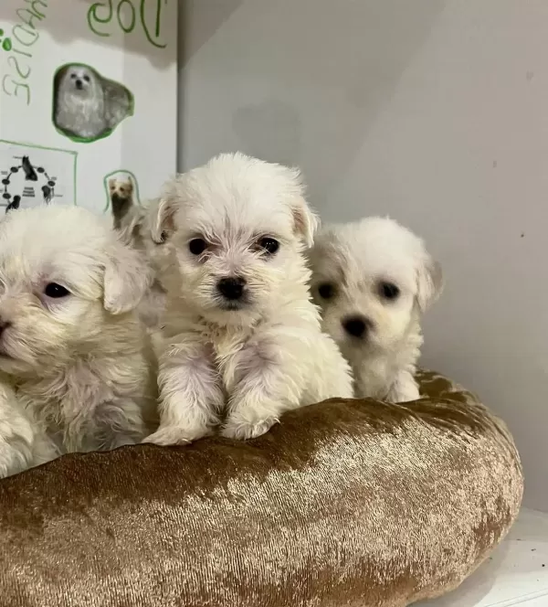 Egitilebilir Akıllı Maltipoo Yavruları tüy Dokmez
