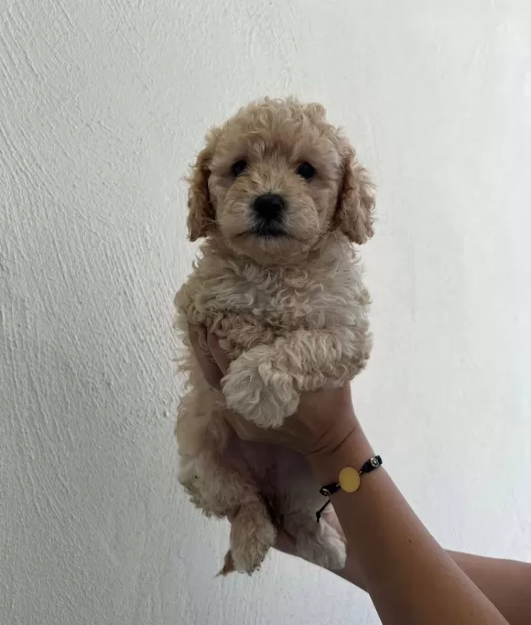 Egitilebilir Akıllı Maltipoo Yavruları tüy Dokmez