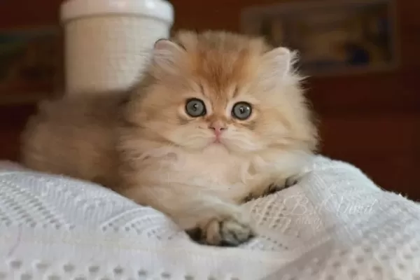 Golden Yeleli British Longhair yavrumuz