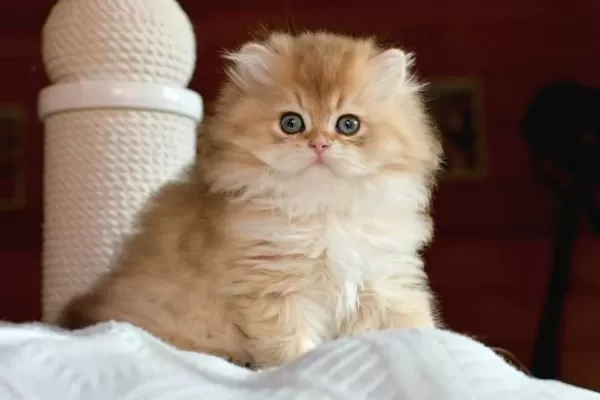 Golden Yeleli British Longhair yavrumuz