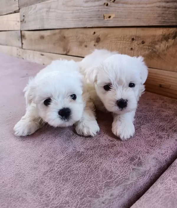 Mini Boy Karr Beyaz Maltese Bebeklerim