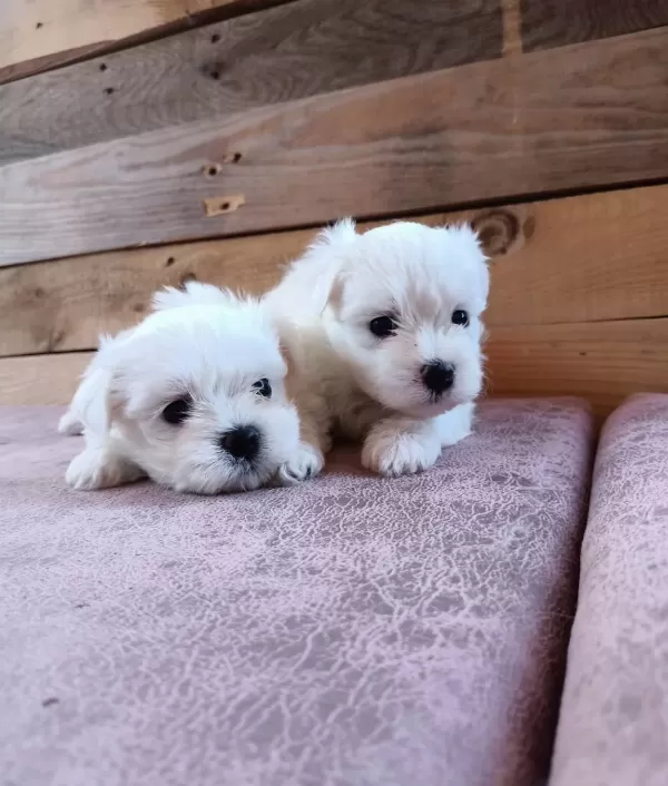 Mini Boy Karr Beyaz Maltese Bebeklerim