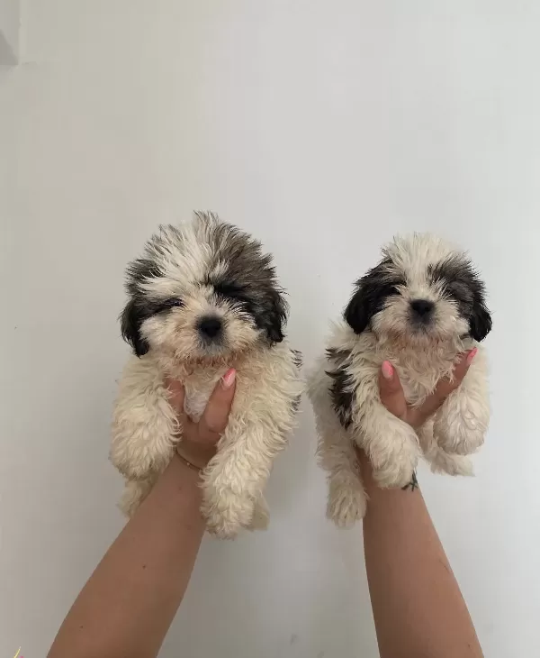 Shih Tzu Bebeklerimiz