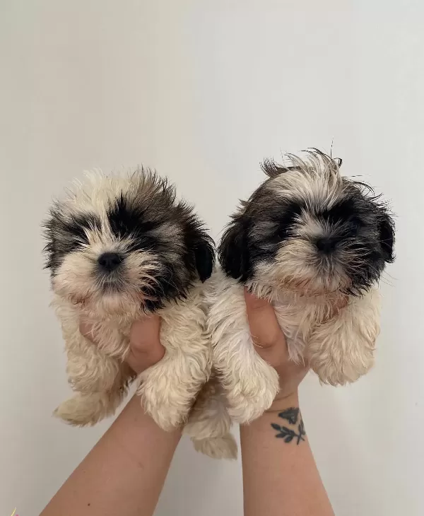 Shih Tzu Bebeklerimiz