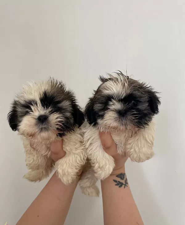 Shih Tzu Bebeklerimiz