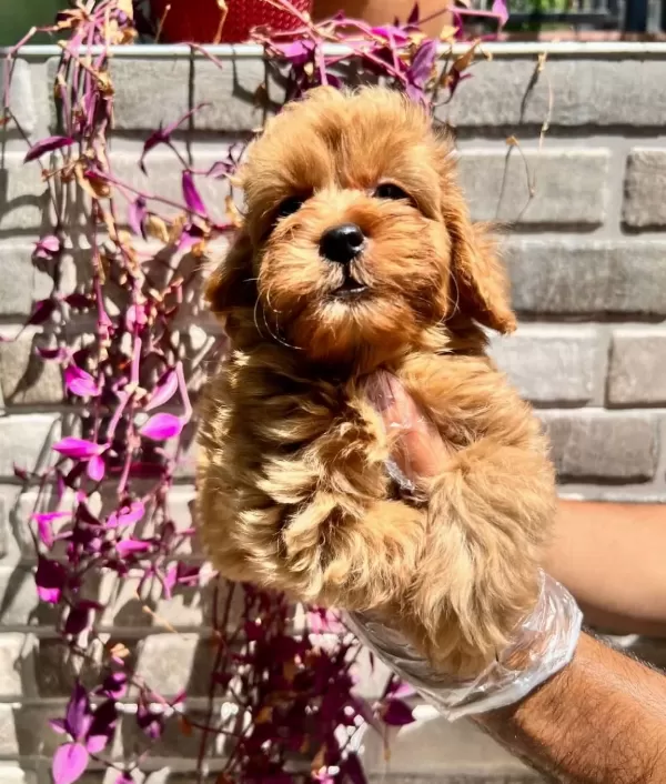 Renk Renk Maltipoo Bebekler